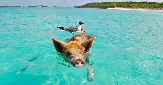 82 Interesting and Fun Facts about Bahamas
