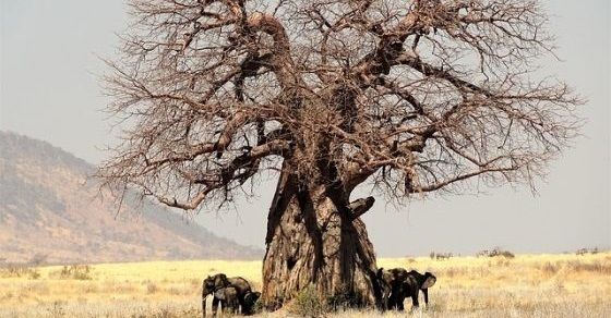 Baobab facts