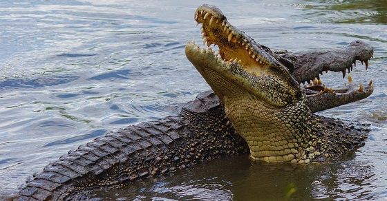 Crocodilia facts