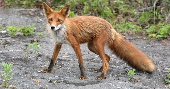 Fox image