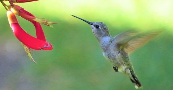 Hummingbird facts