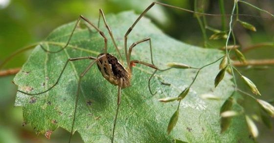 Opiliones facts