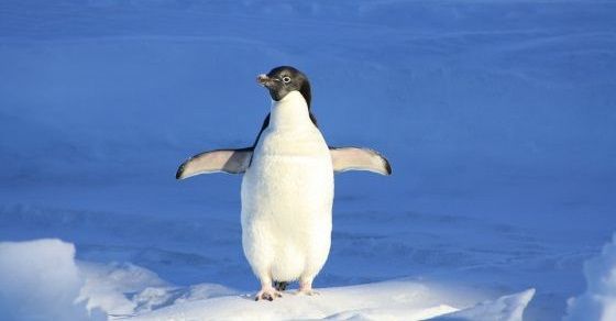 Penguin facts
