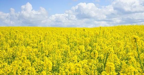 Rapeseed facts