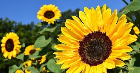 Sunflower facts