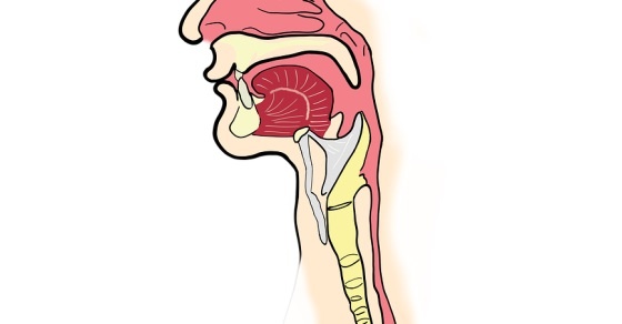 Larynx facts