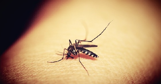 Malaria facts