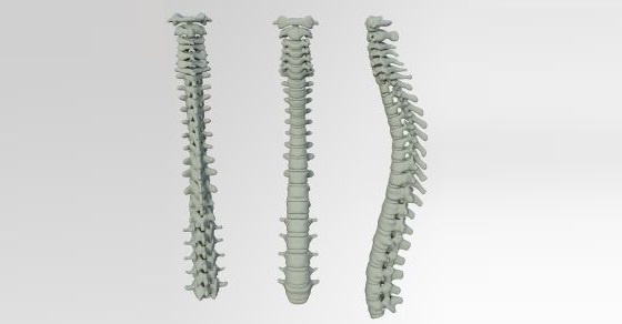 Spine facts