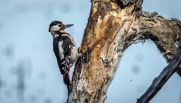 Woodpecker facts