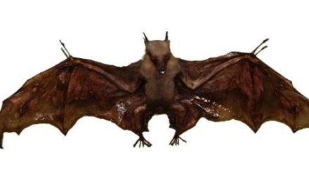 Bats –
  Interesting and Fun Facts