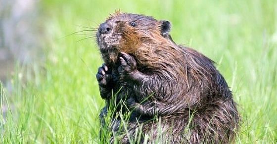 Beaver –
  Interesting and Fun Facts
