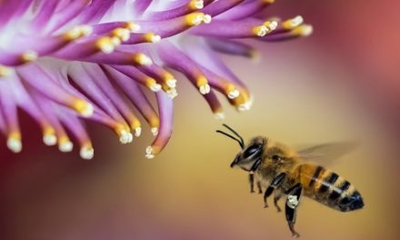 Bee –
  Interesting and Fun Facts