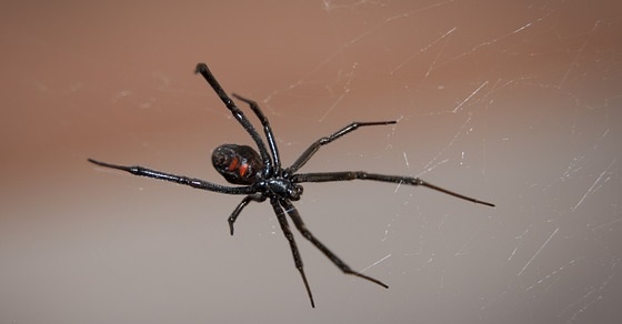 Black
  widow spiders – Interesting and Fun Facts