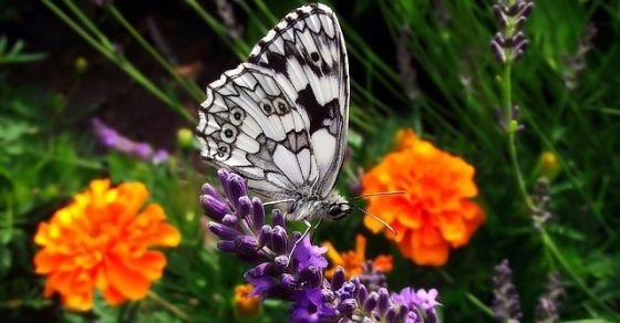 Butterfly
  – Interesting and Fun Facts