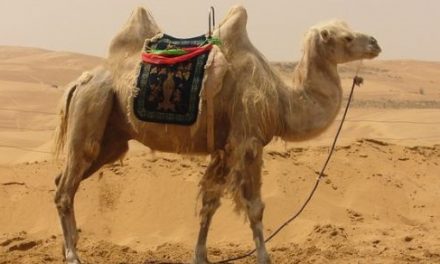 Camel –
  Interesting and Fun Facts