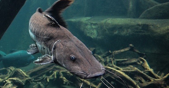 Catfish –
  Interesting and Fun Facts