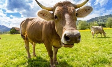 Cows –
  Interesting and Fun Facts