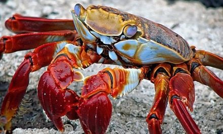 Crab –
  Interesting and Fun Facts