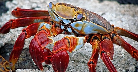 Crab –
  Interesting and Fun Facts