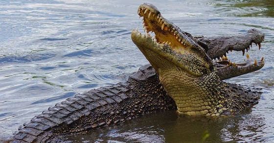 Crocodiles
  – Interesting and Fun Facts