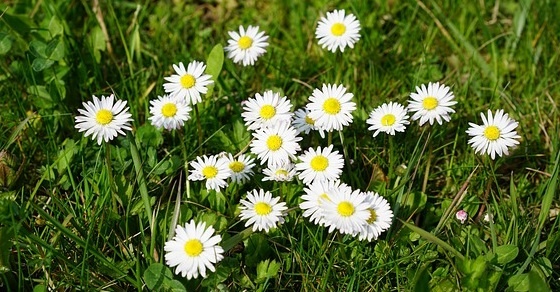 Daisy –
  Interesting and Fun Facts