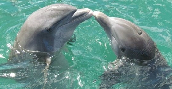 Dolphins –
  Interesting and Fun Facts