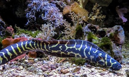Electric
  eel – Interesting and Fun Facts