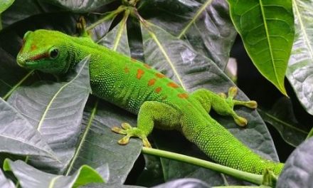 Geckos – Interesting and Fun Facts