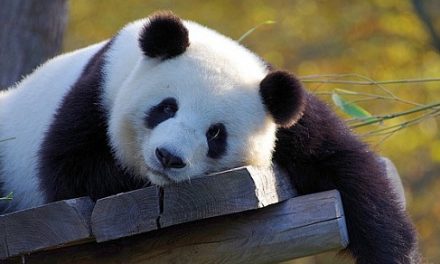Giant panda – Interesting and Fun Facts