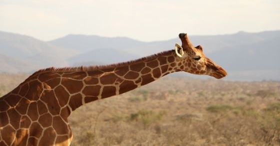 Giraffe – Interesting and Fun Facts