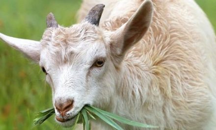 Goat – Interesting and Fun Facts