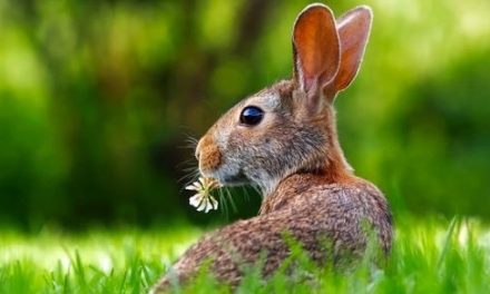 Hare – Interesting and Fun Facts
