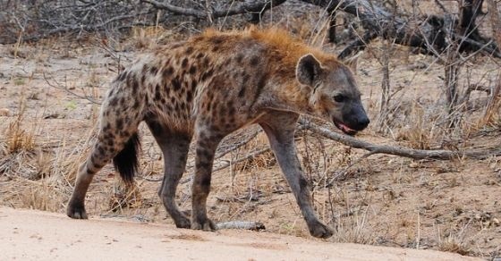 Hyena - Interesting and Fun Facts - Questions