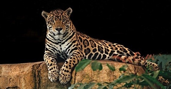 Jaguar – Interesting and Fun Facts